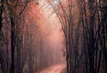 球队士气高涨，预计再次夺冠